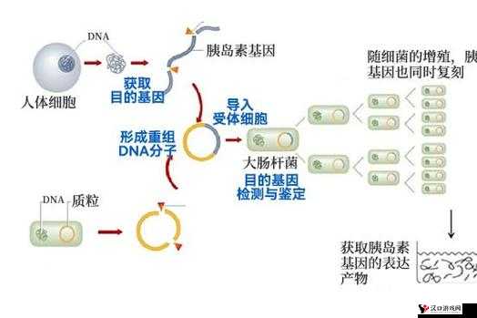 porin141516 在生物学研究中的重要作用及相关探索