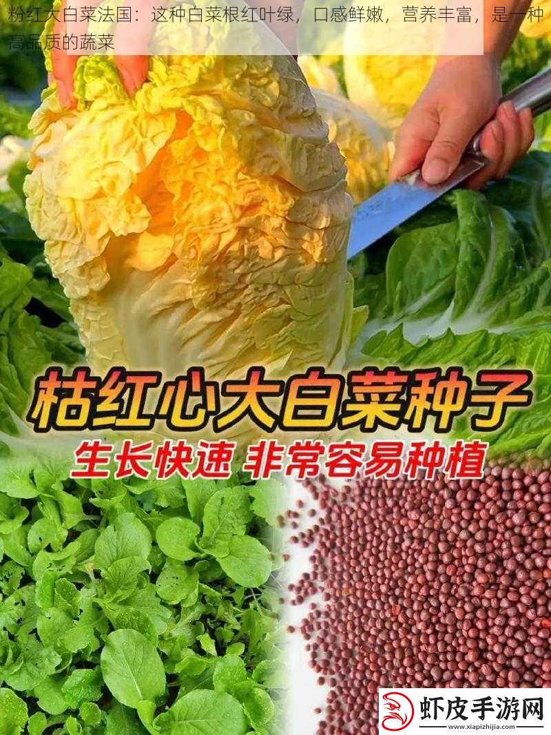 粉红大白菜法国