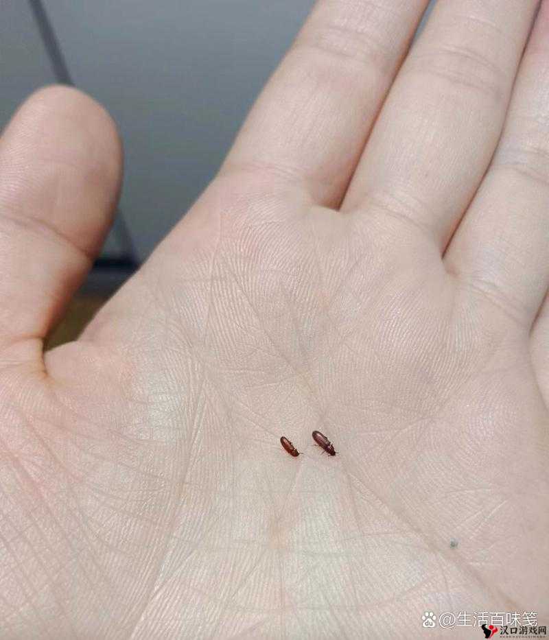 救命啊张叔救救我:被子里有密密麻麻的小虫子