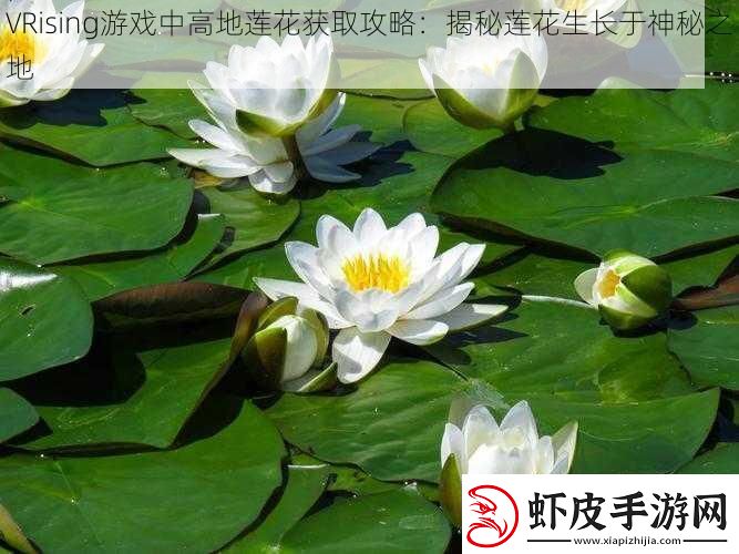 VRising游戏中高地莲花获取攻略
