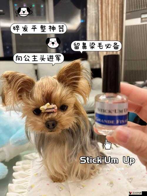 人狗胶配方大全免费：探秘其独特魅力与制作精髓