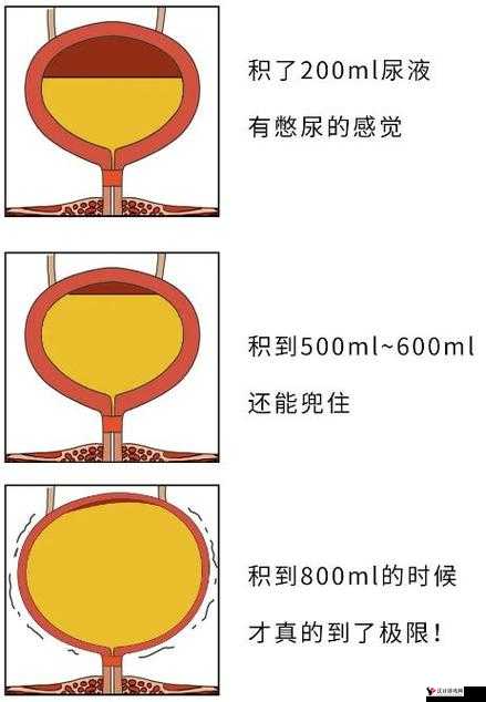 WRITEAS憋着尿按压肚子:一种特殊行为现象的探讨与分析
