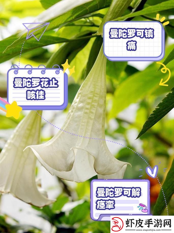 药效1v2hpo曼陀罗