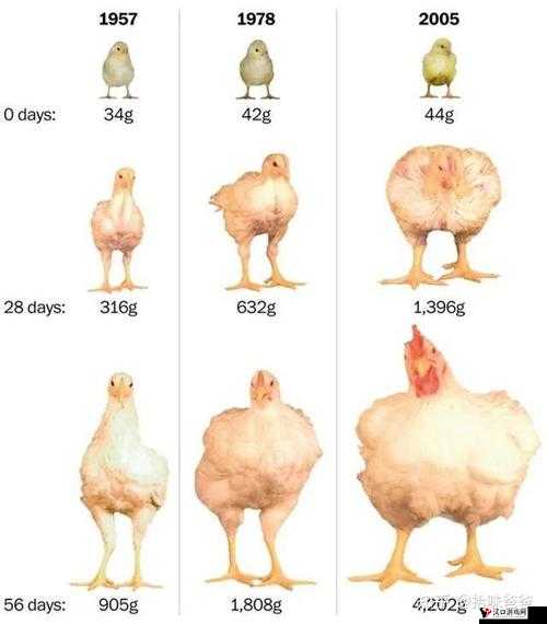 美国人与畜禽 CROPROATION：一个值得关注的社会现象
