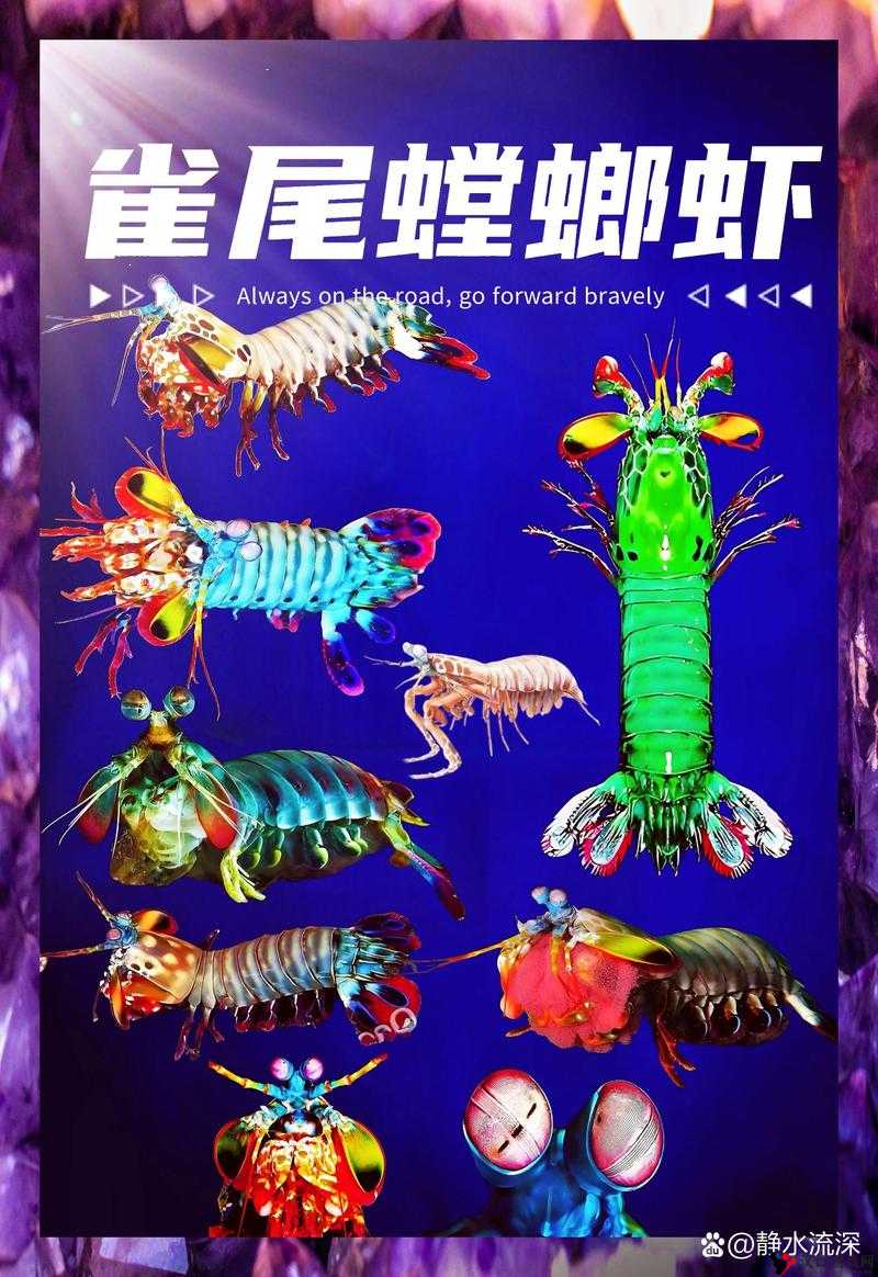 功夫熊猫3手游,螳螂角色深度解析与技能属性图鉴