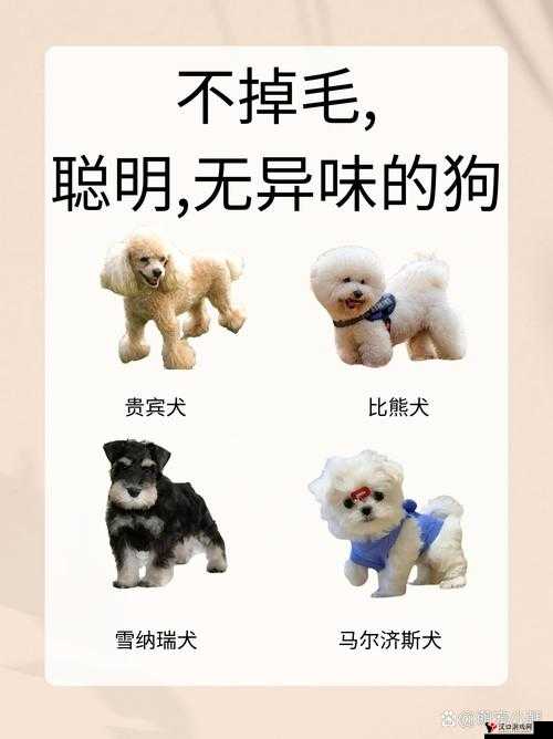 人狗胶配方大全狗狗一天:呈现宠物狗的独特呵护之道