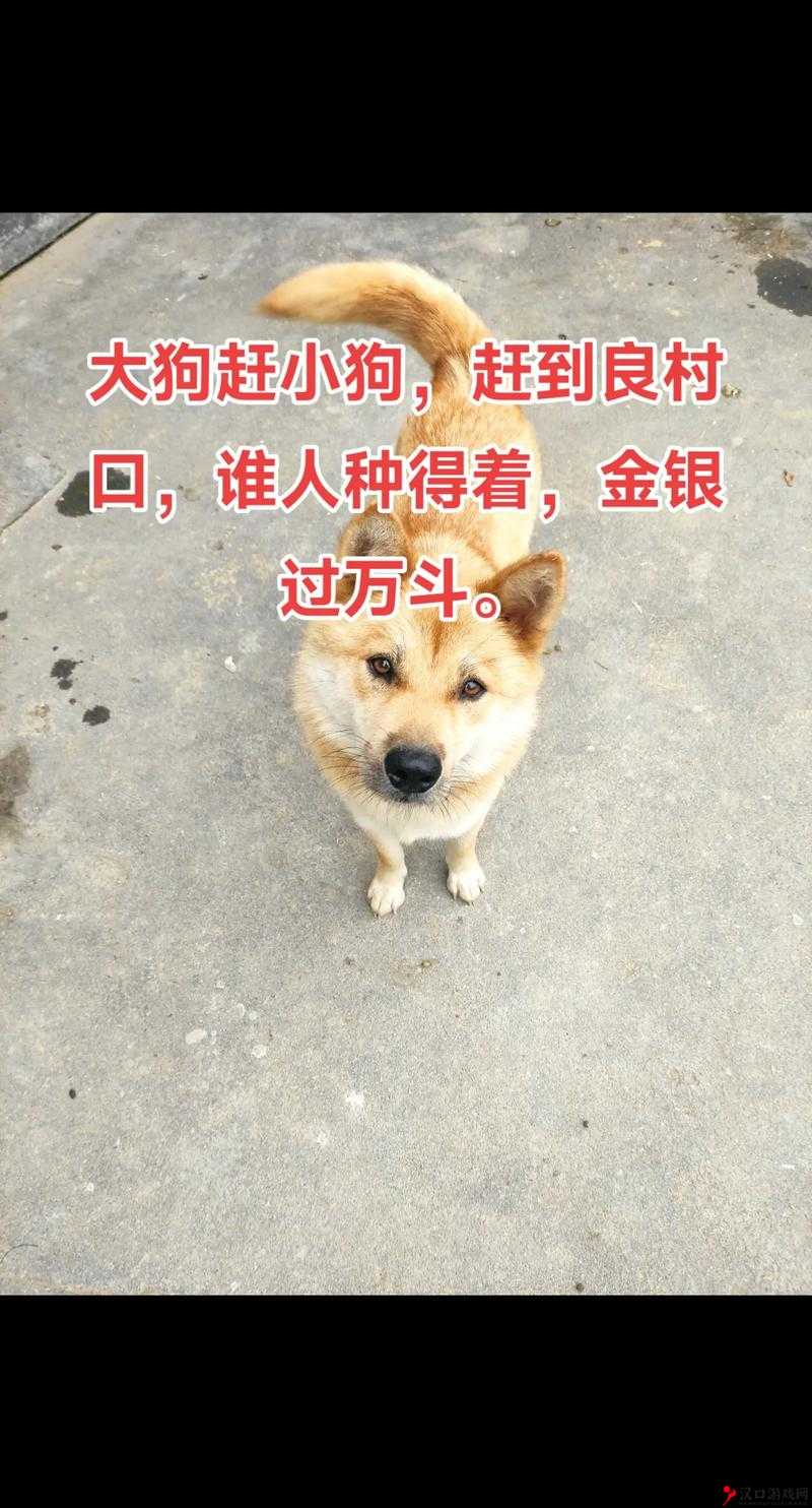 大狗BATTLE 大狗 V2RAY:一场激烈而精彩的对决