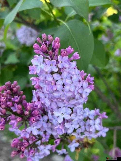 丁香花免费高清视频完整版动漫:唯美浪漫的奇幻之旅