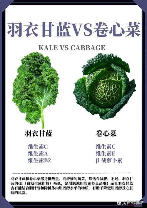 kale 是什么意思?带你了解这种营养丰富的蔬菜