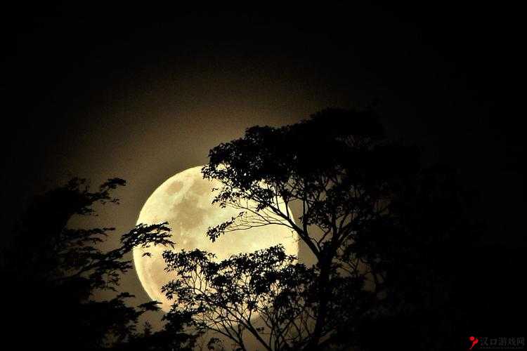 月夜直播:照亮你的夜晚,让孤独不再