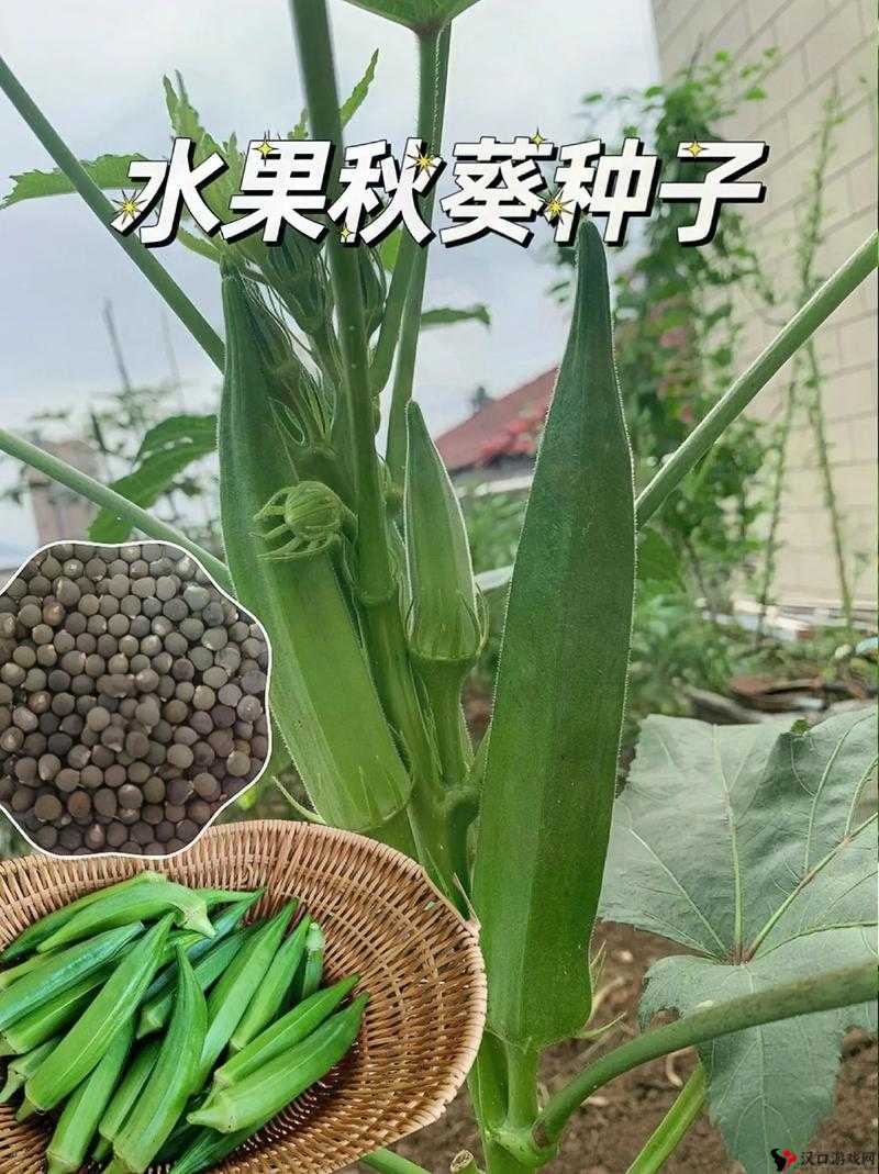 免费丝瓜芭乐荔枝秋葵,满足你对水果和蔬菜的好奇