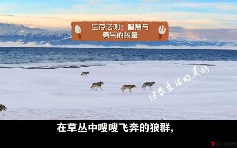 梭哈技巧攻略,智慧与勇气的较量
