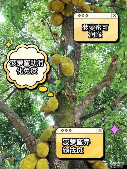 菠萝菠萝蜜手机网:一手掌握前沿科技资讯