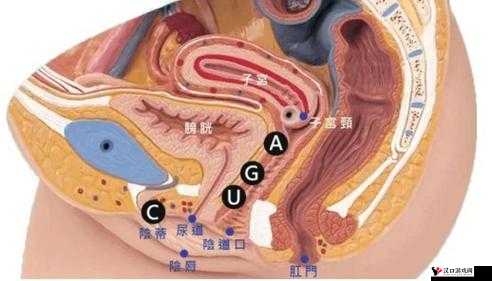 如何实现自我愉悦到高 C 的详细教程及相关注意事项