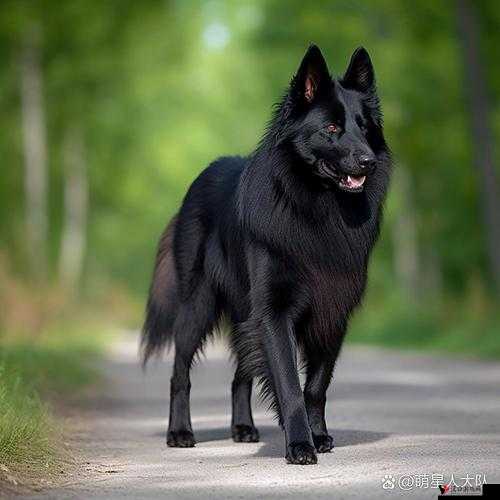 k9 调狗任务:专业训练犬只,提升其工作能力