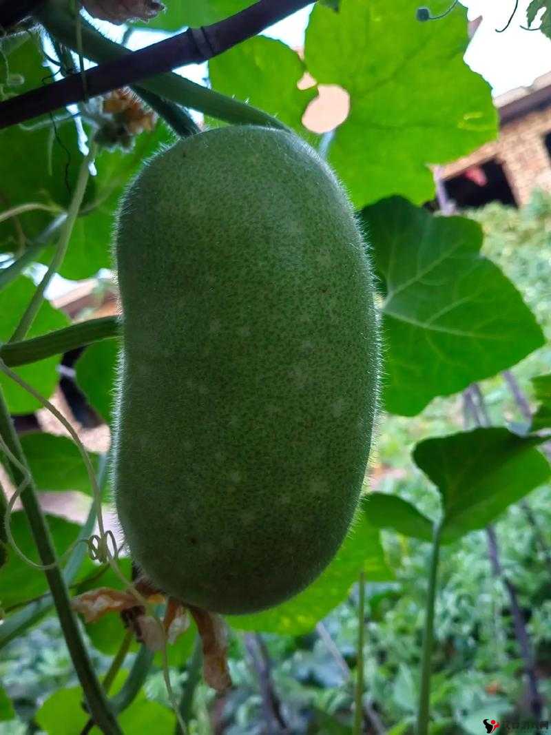 草莓丝瓜秋葵向日葵榴莲苹果大全之各种蔬果特点与功效介绍