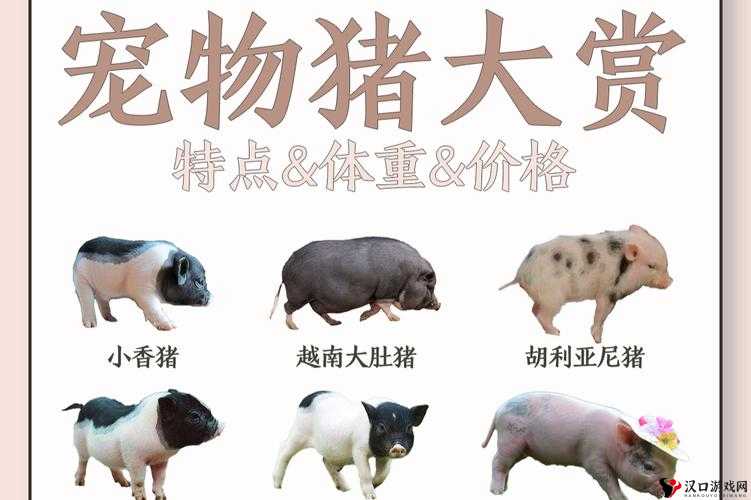 长毛猪性格大揭秘,复刻版中的战斗王者