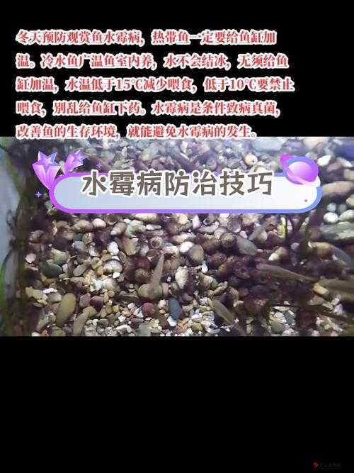 水霉 100 来射吧:专业水霉防治指南