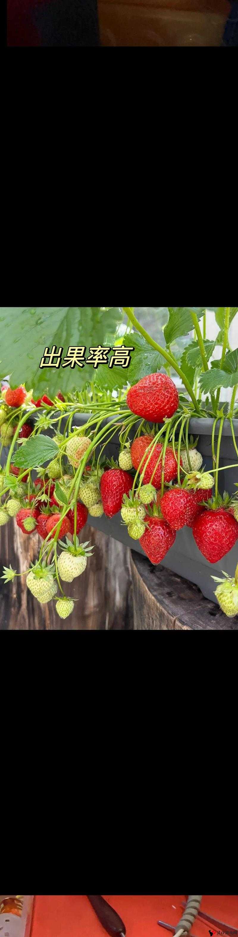 草莓视频助你在深夜尽情释放自我