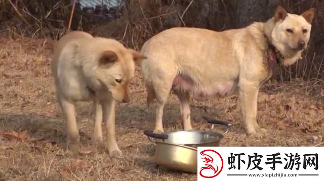 “流浪狗老公”