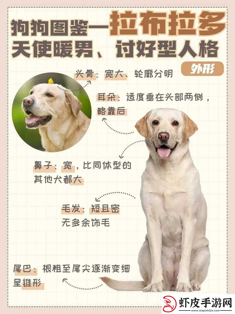梦幻手游