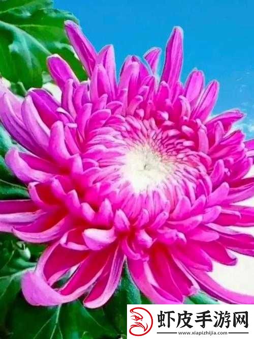 母亲的桃花源菊花