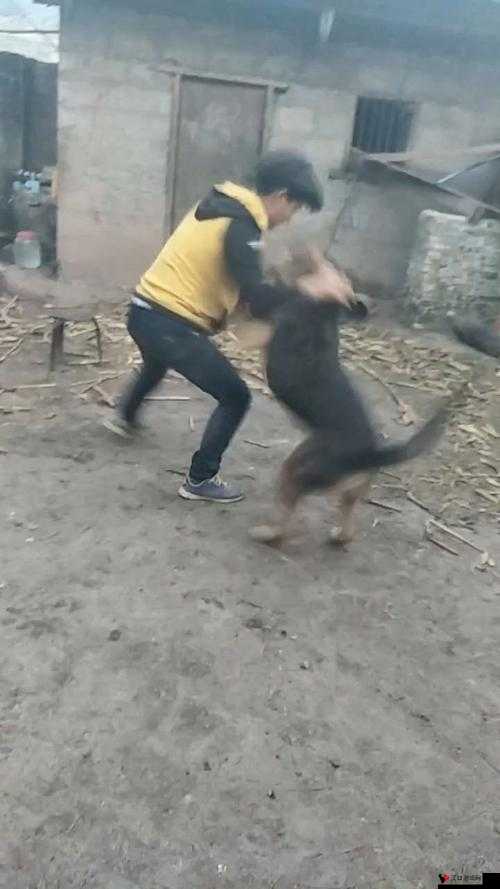 现实版人狗大战:如何实现与狗狗的互动游戏