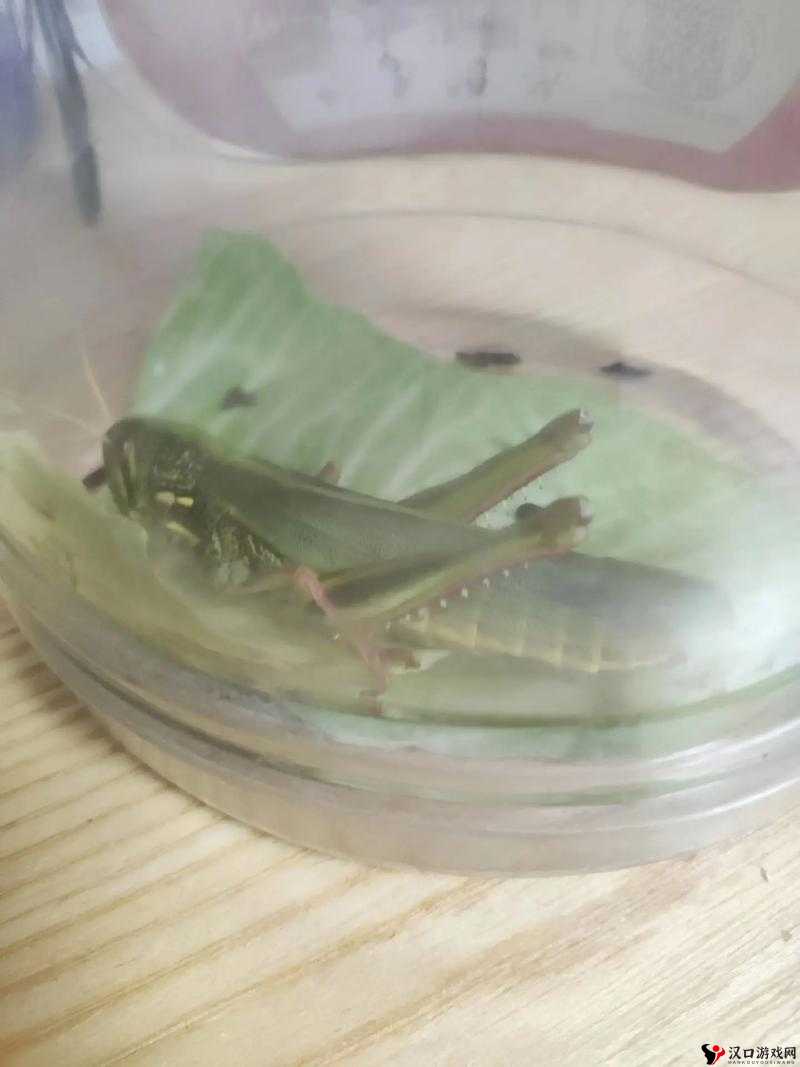 天天打波利蝗虫属性图鉴,蝗虫宠物深度解析