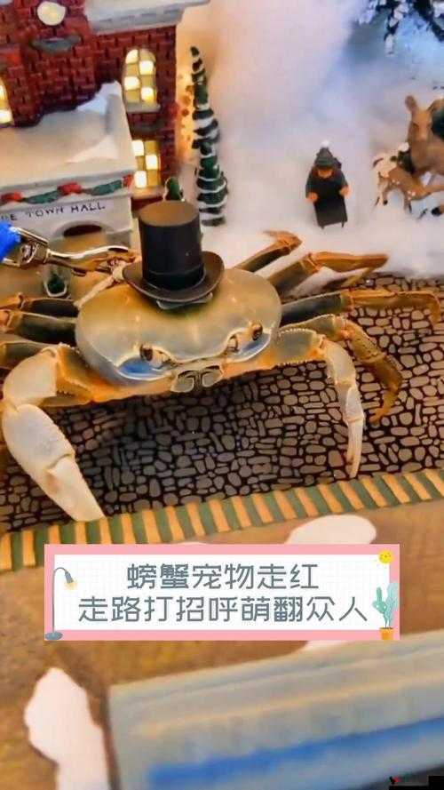 天天打波利螃蟹宠物深度解析,物防小能手,探险好帮手