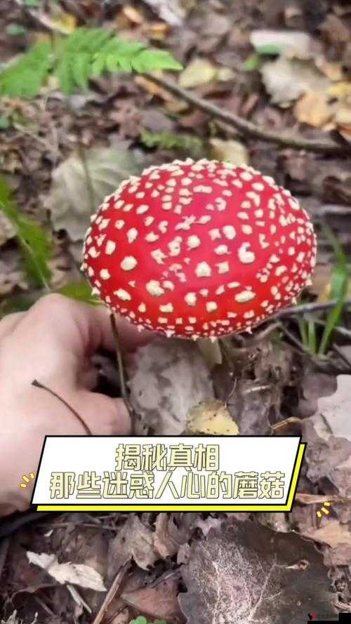 17c 爆料独家揭秘蘑菇:背后真相令人震惊