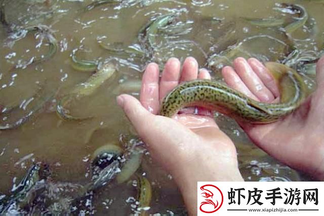“溜溜鳅鳅‘钻’奇观
