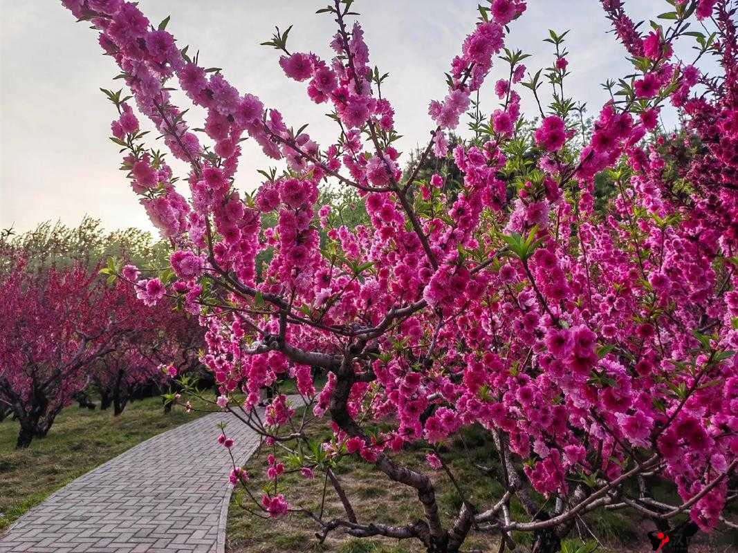 国色天香桃花朵朵开:春风中的绚烂之景