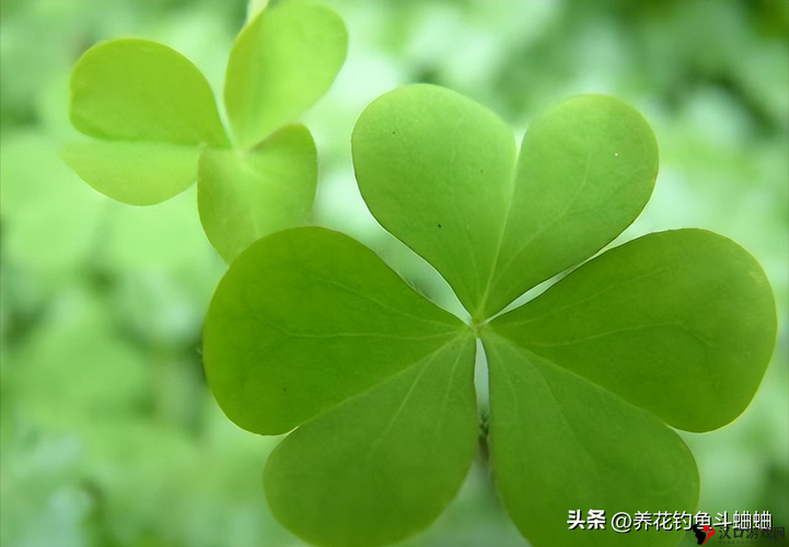 成品人和精品人的区别四叶草迎来了倒数计时:最终揭秘