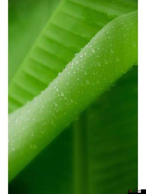 雨打芭蕉电影免费观看高清:精彩不容错过