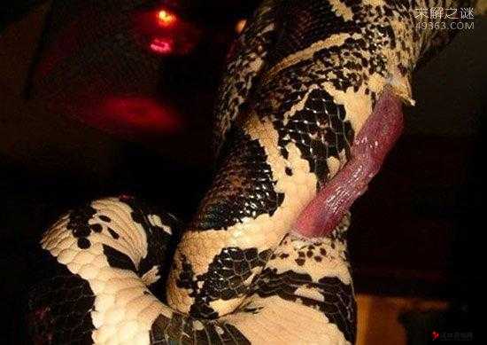 BDSM 另类蛇交:探索独特性癖之极致
