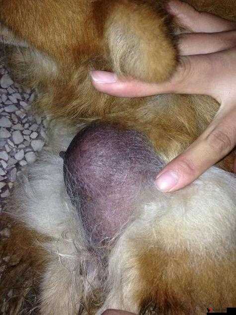 狗狗身体异常:东西又硬又长该如何处理