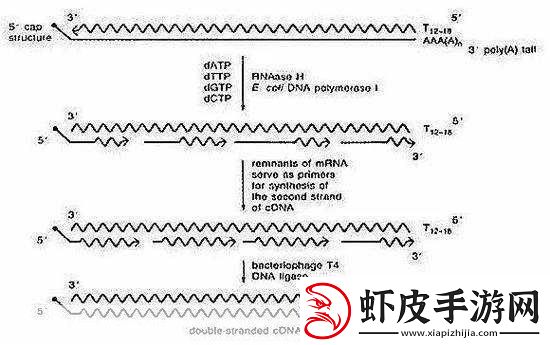 rna与cdna杂交RNA与cDNA杂交技术在基因研究中的应用