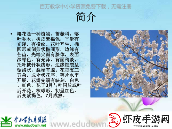 樱花成品