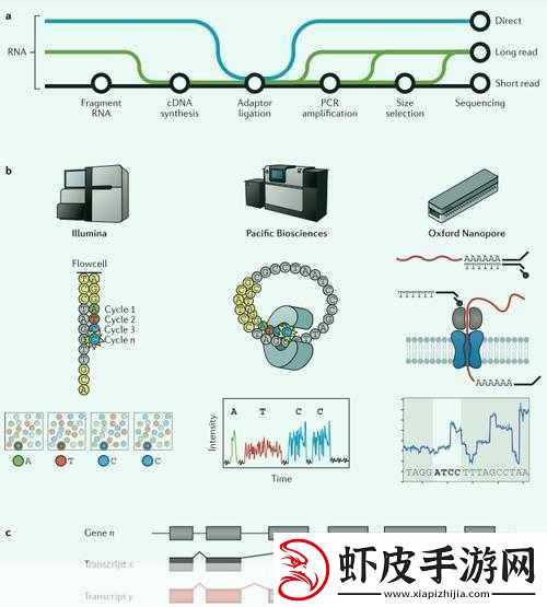 rna与cdna杂交RNA与cDNA杂交技术在基因研究中的应用
