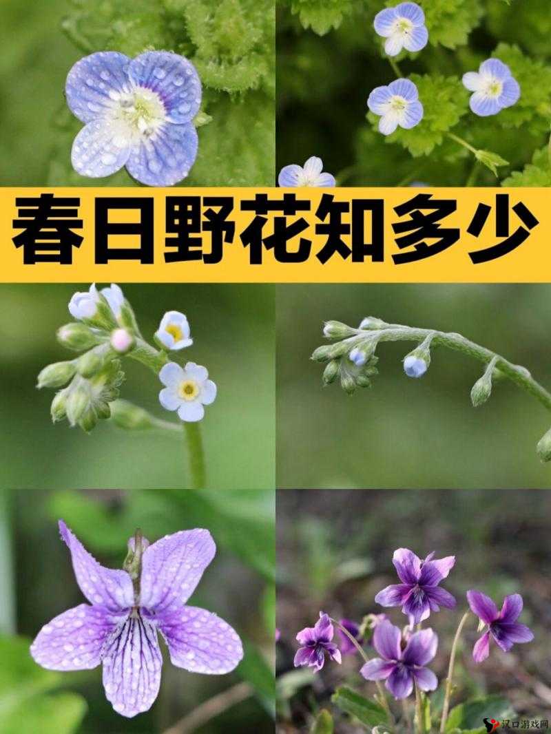 野花大全日本免费观看:探寻日本野花的奥秘