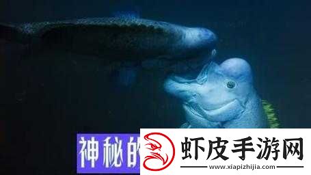 大菠萝官方官隐藏入口