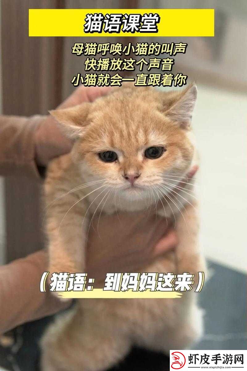 迷失喵声之路