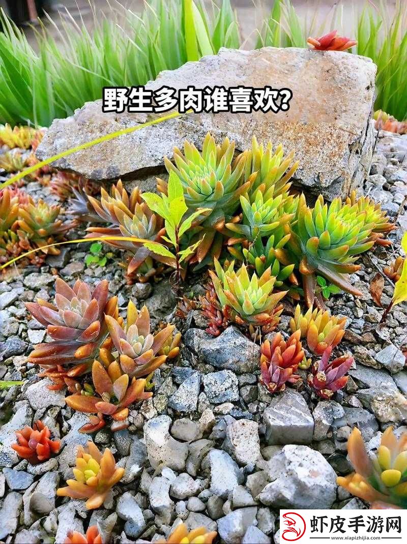整篇都是车的多肉