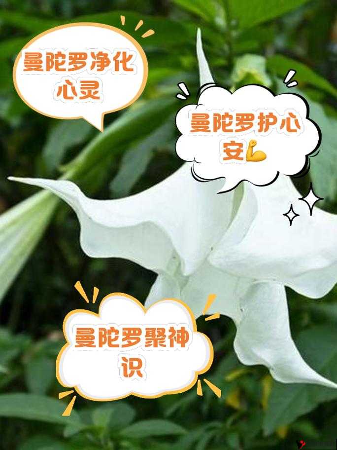 药效 1v2hpo 曼陀罗:独特药效的神秘探索
