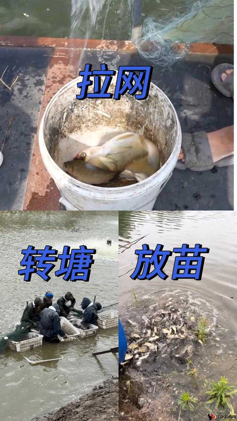 水霉 100 来射吧:专业水霉防治的探索与实践