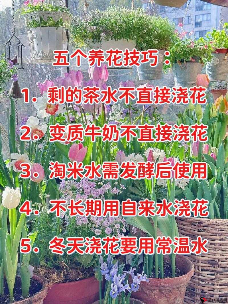 怎样照顾小花园的技巧:实用指南