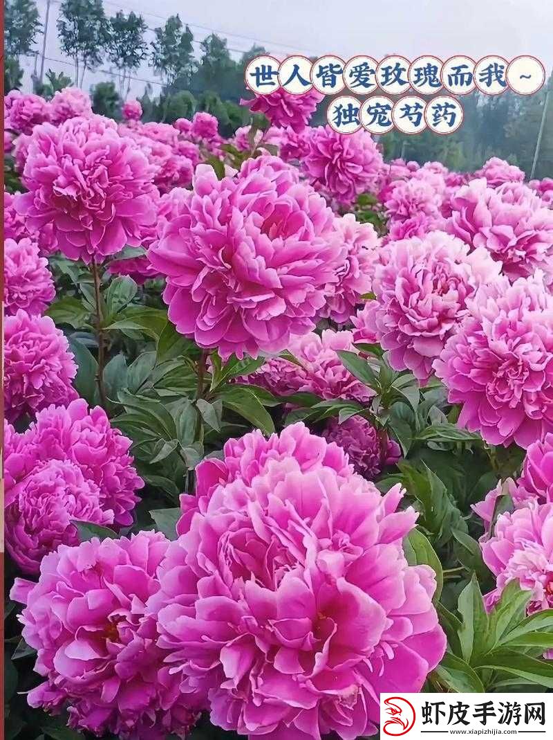 香软玉滑