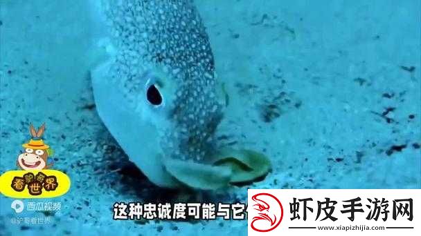 鱼没有脚