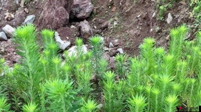 野草乱码一区四区区别:探究其背后不同特点与差异