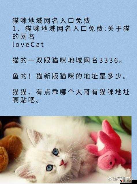 猫咪视频最新地域网名怎么取:打造独特的猫咪视频平台